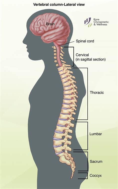 Spine